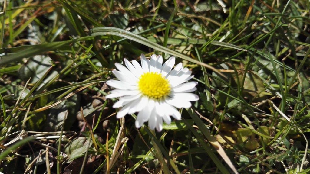 Meditationskurs Frühling